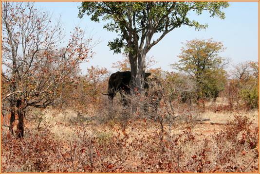 kruger20103